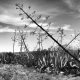 Great Karoo Spirit Bossie Veld Gin