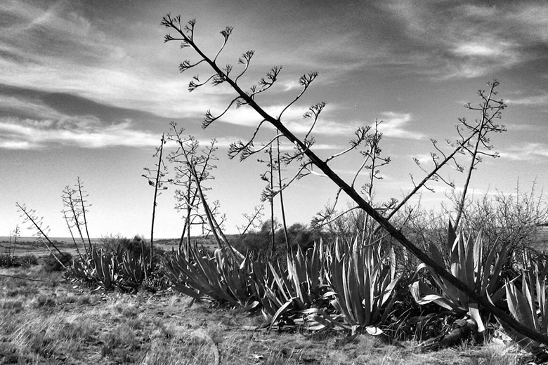 Great Karoo Spirit Bossie Veld Gin